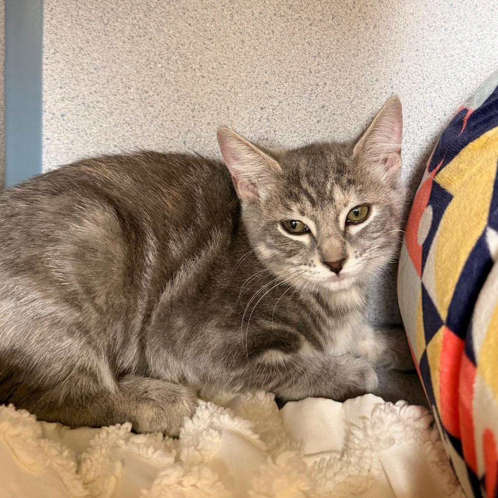 Enlarge Cheryl Blossom, a Adoptable Domestic Short Hair in Santa Barbara, CA image 1/3
