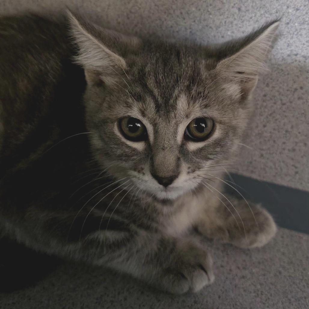 Enlarge Cheryl Blossom, a Adoptable Domestic Short Hair in Santa Barbara, CA image 2/3