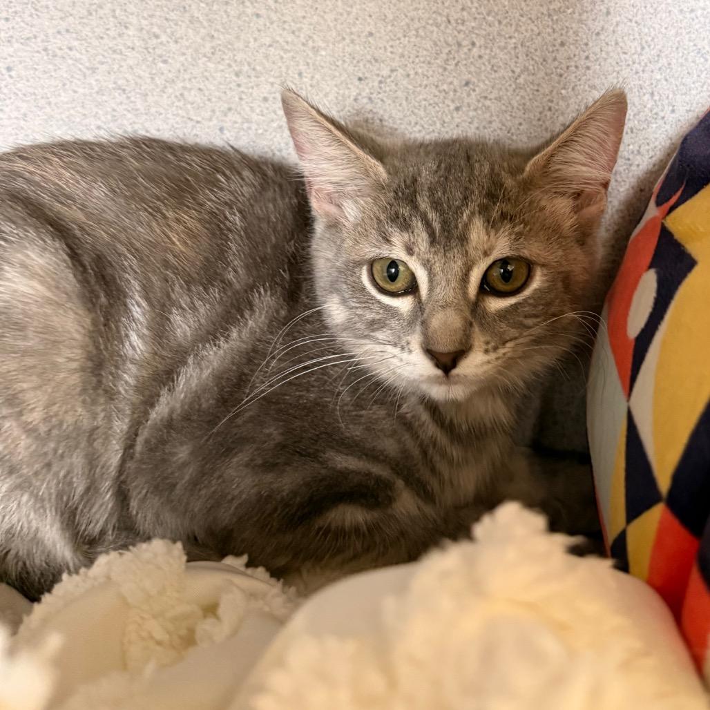 Enlarge Cheryl Blossom, a Adoptable Domestic Short Hair in Santa Barbara, CA image 3/3