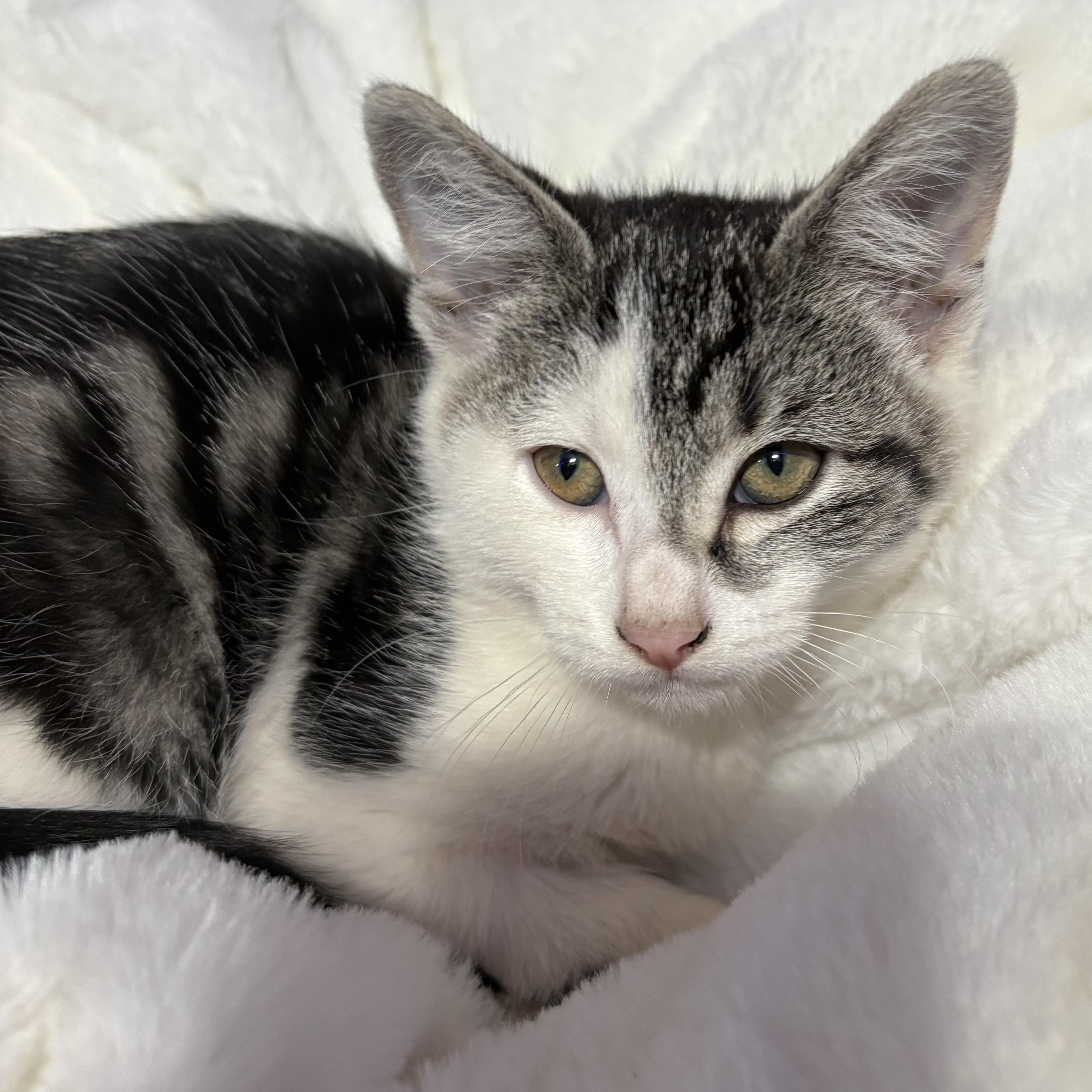 Giselle, a Adoptable Domestic Short Hair in Shingletown, CA image 2/5