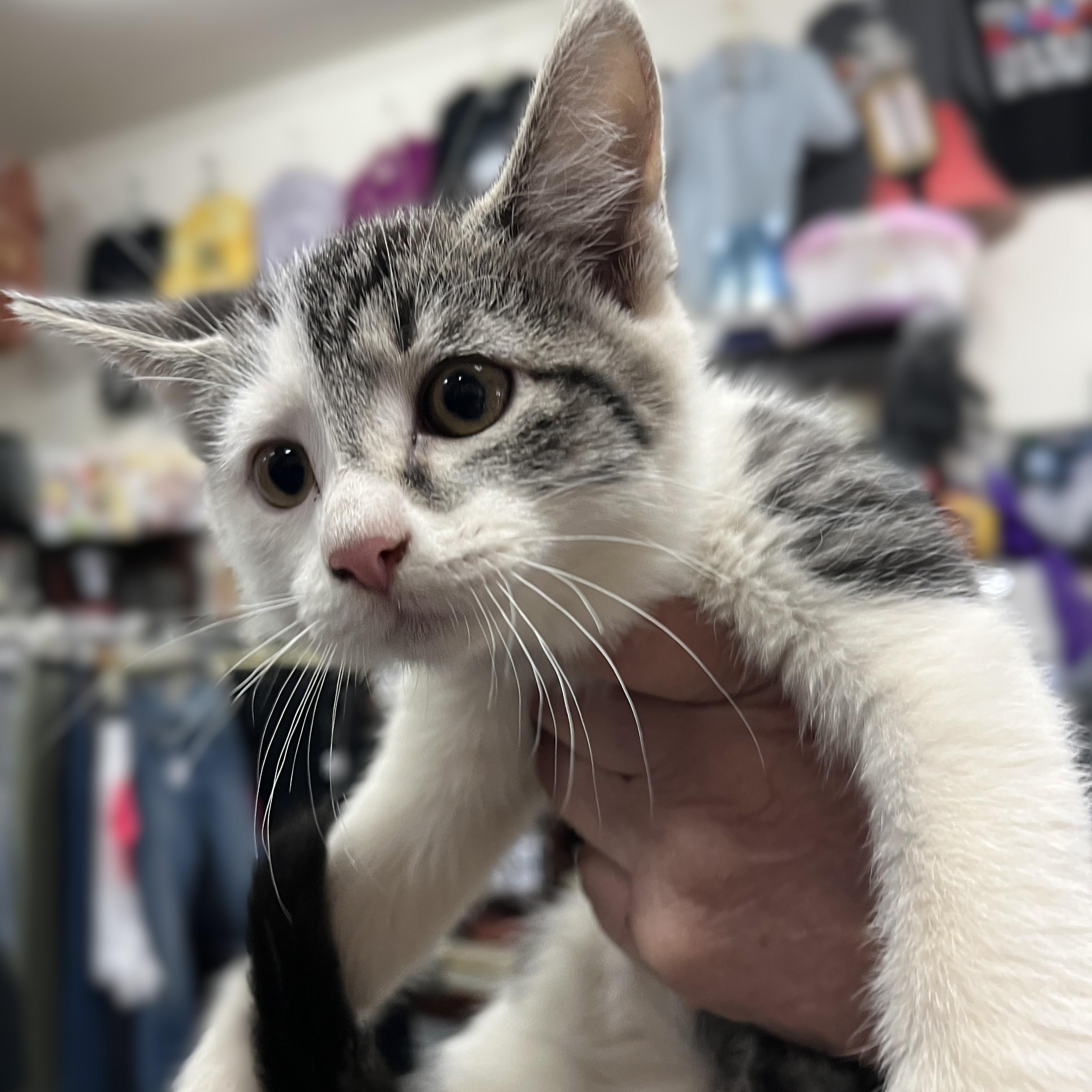 Giselle, a Adoptable Domestic Short Hair in Shingletown, CA image 5/5