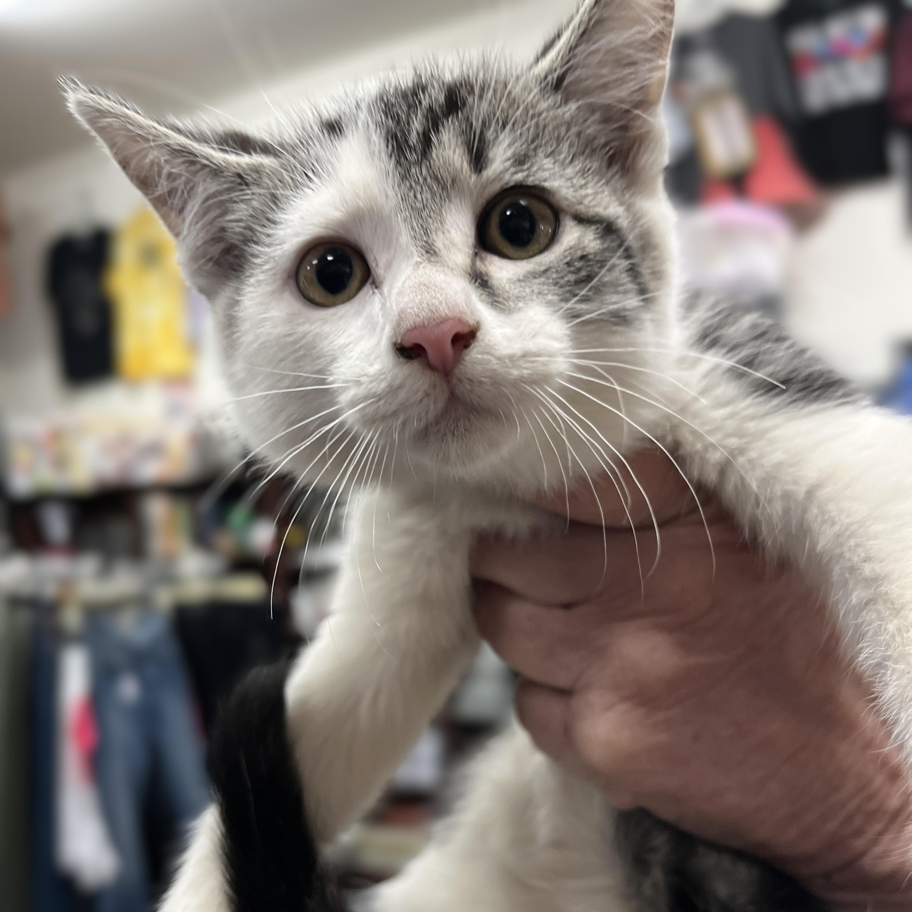 Giselle, a Adoptable Domestic Short Hair in Shingletown, CA image 3/5