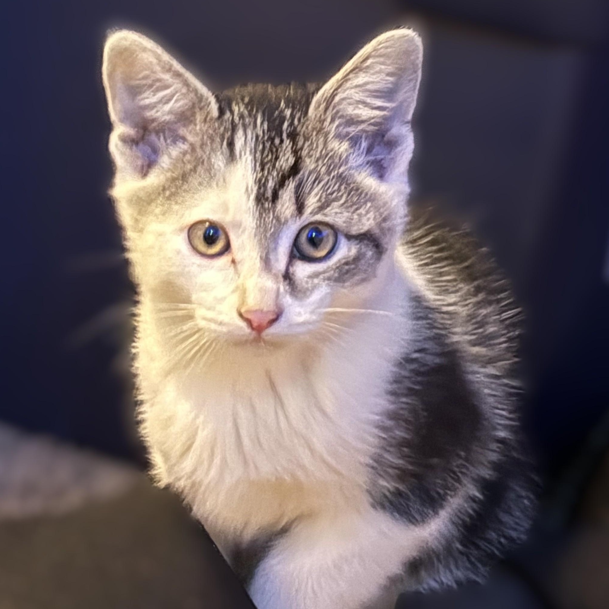 Giselle, a Adoptable Domestic Short Hair in Shingletown, CA image 4/5