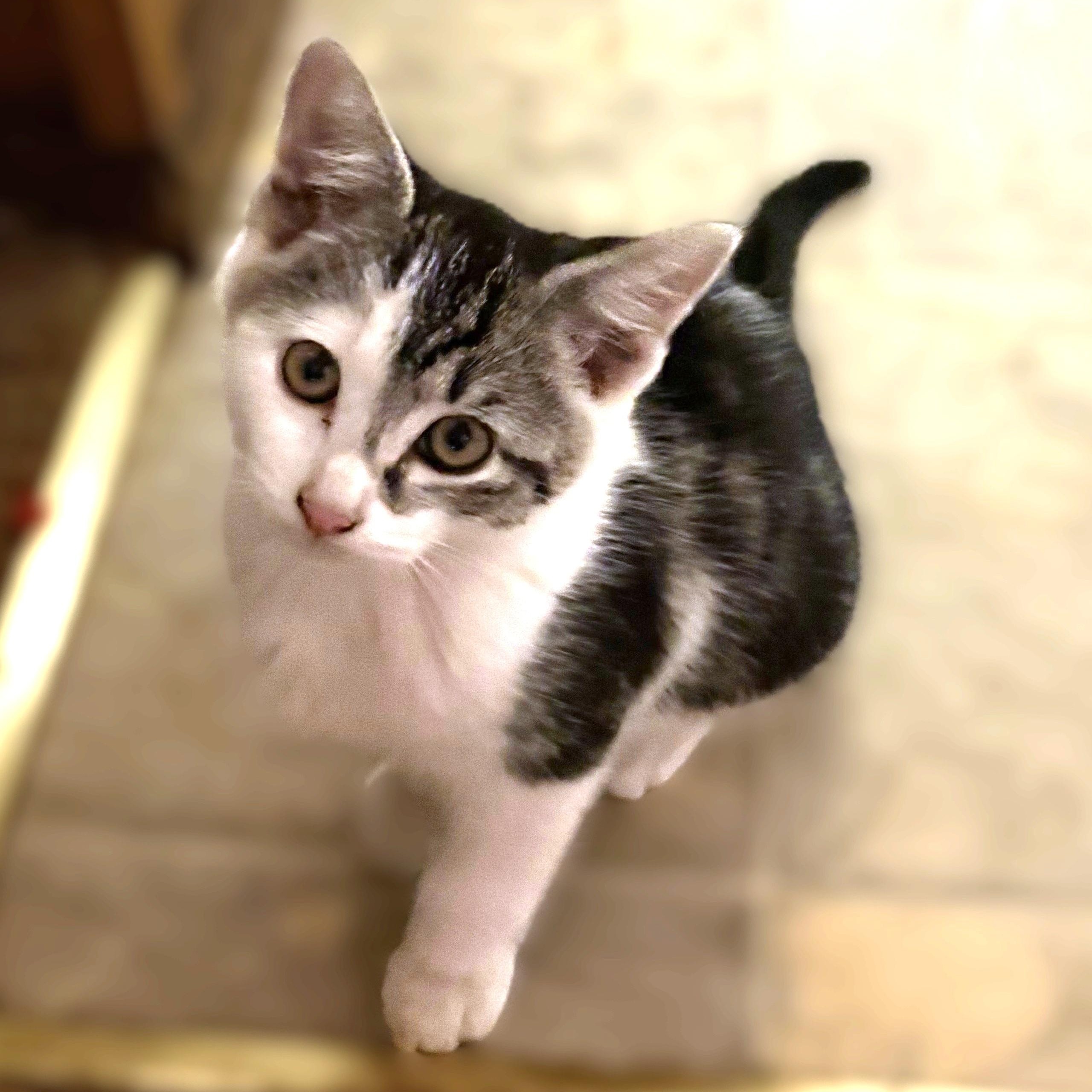 Giselle, a Adoptable Domestic Short Hair in Shingletown, CA image 1/5