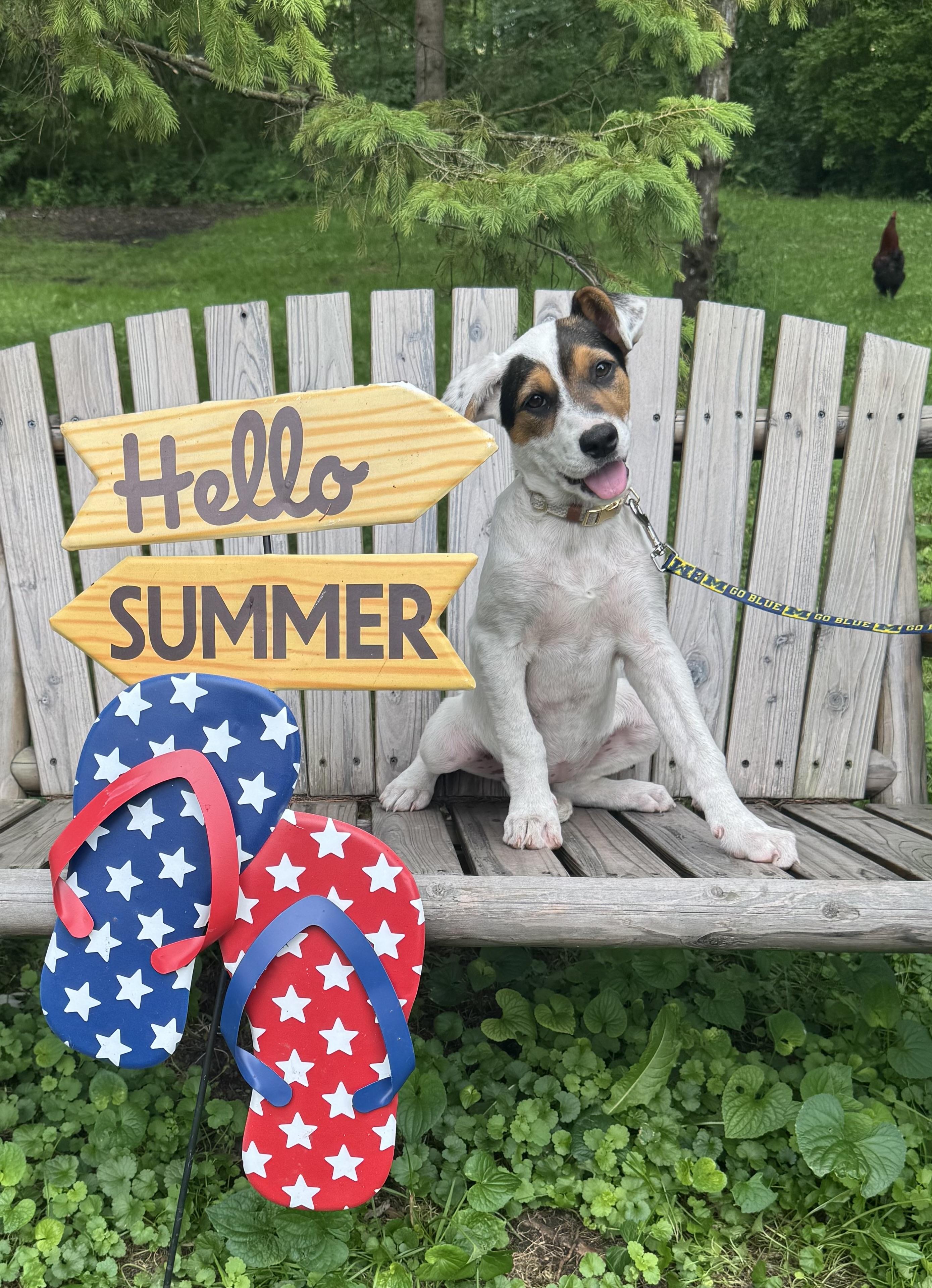 Enlarge Thistle, a ADOPTABLE mixed breed in Garden City, MI image 2/2