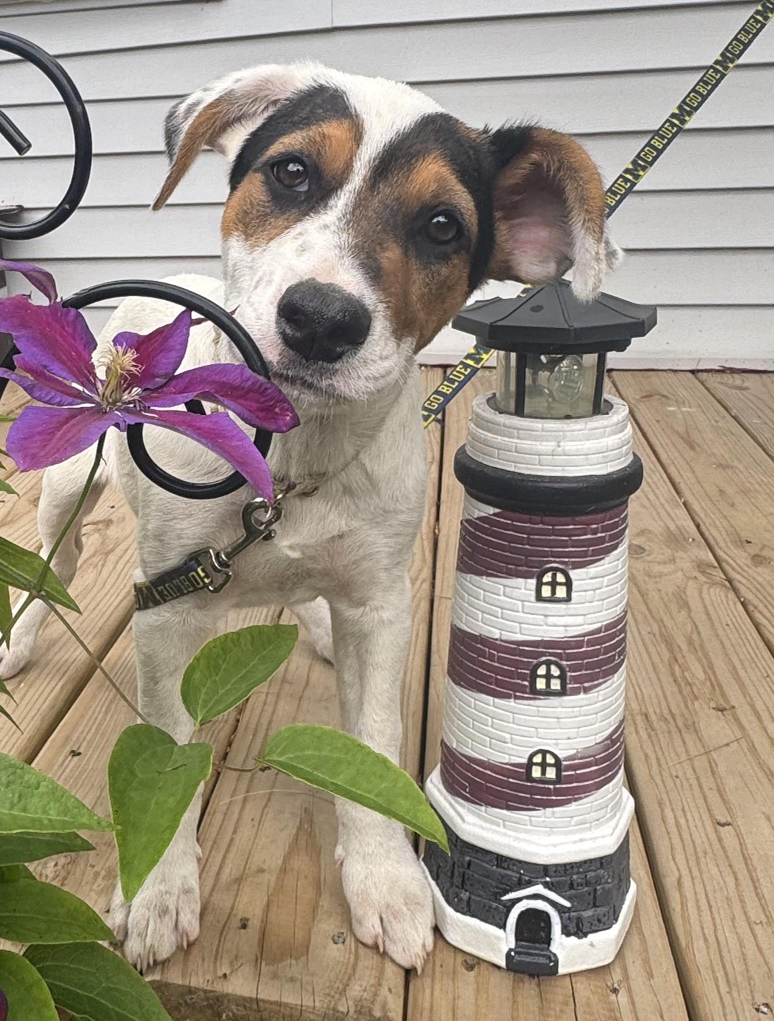 Thistle, ADOPTABLE, Puppy Female Australian Cattle Dog / Blue Heeler & German Shepherd Dog.