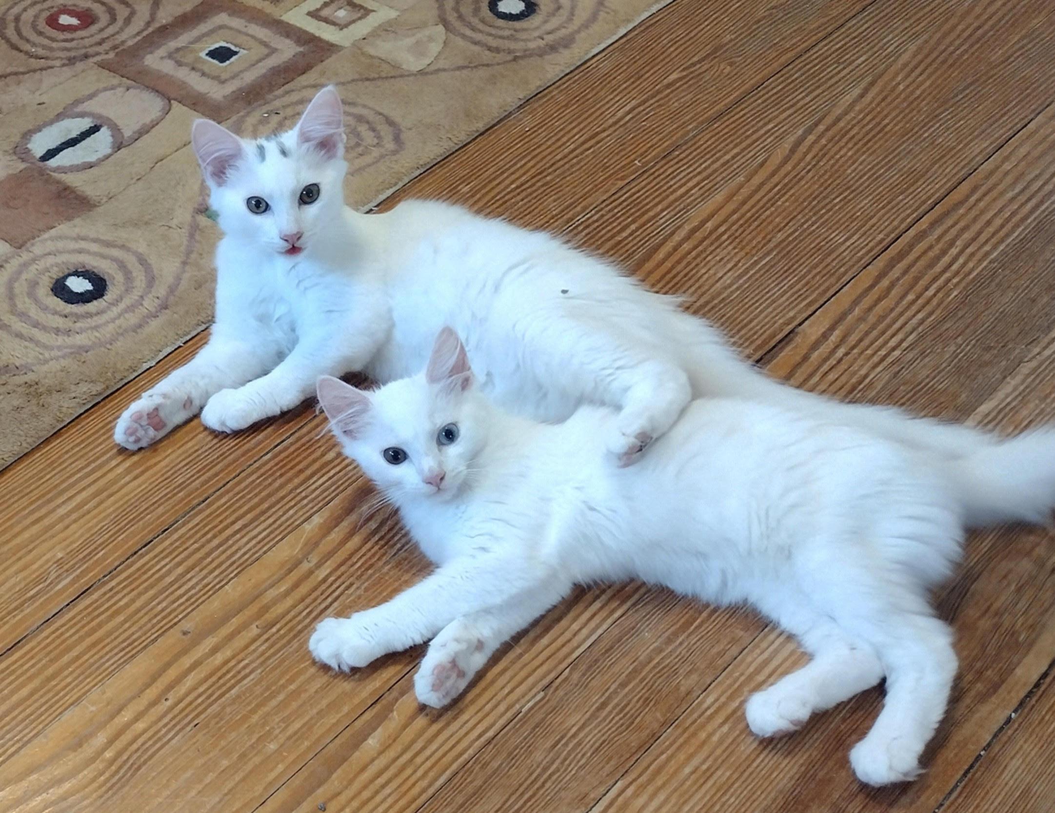 Rum Raisin (Ice Cream Litter), Young Female Domestic Medium Hair
