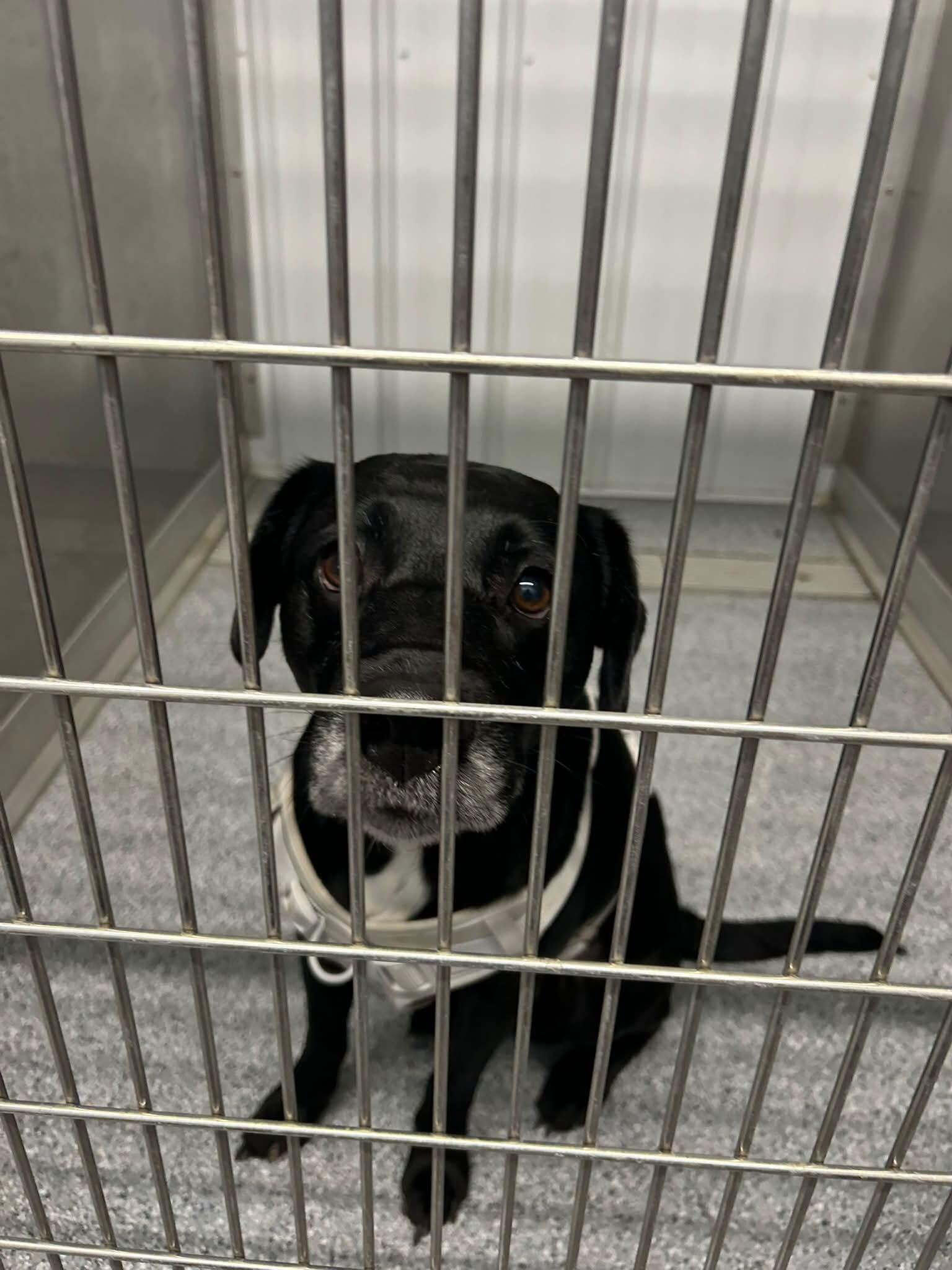 Elmer, Adoptable, Adult Male Labrador Retriever.