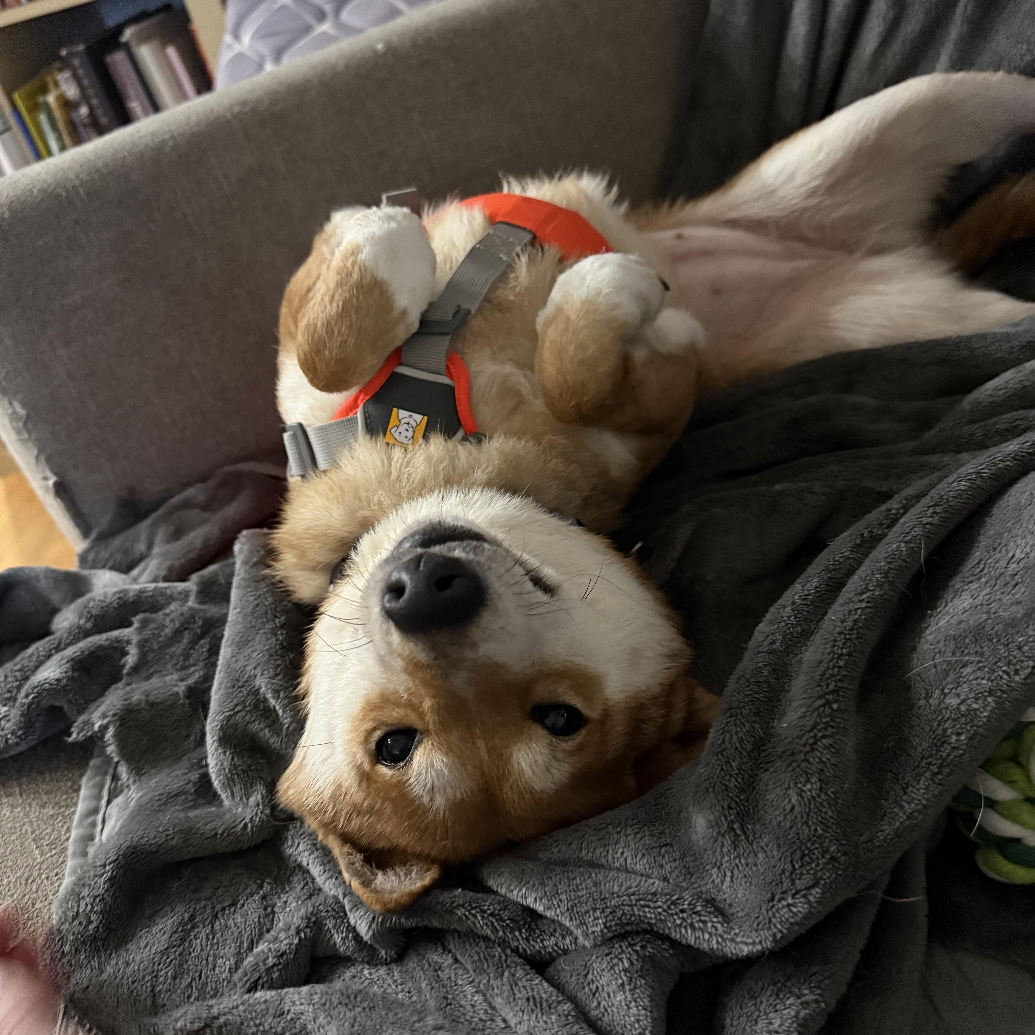 Sakura, a ADOPTABLE Shiba Inu in Chicago, IL image 2/6