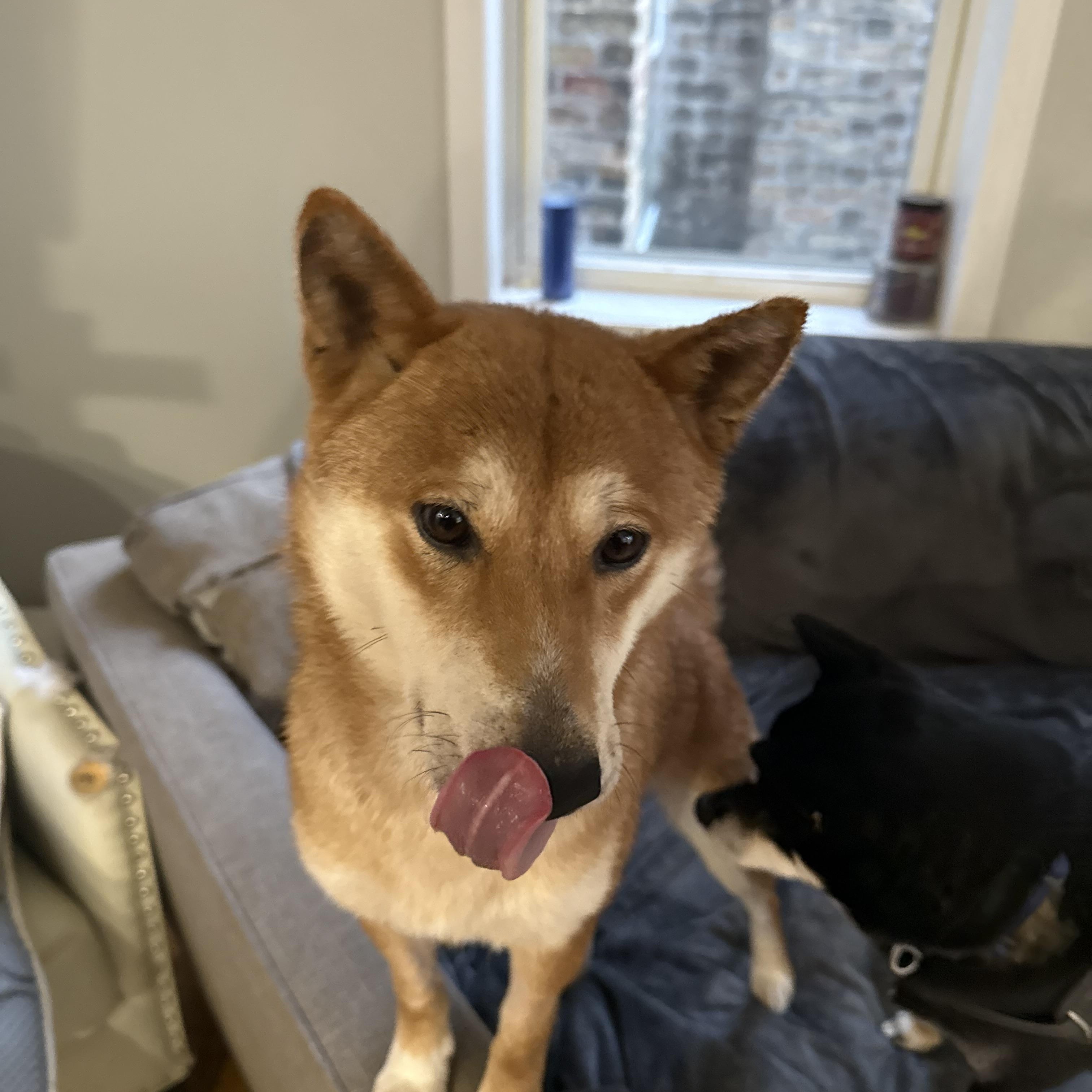 Sakura, a ADOPTABLE Shiba Inu in Chicago, IL image 5/6