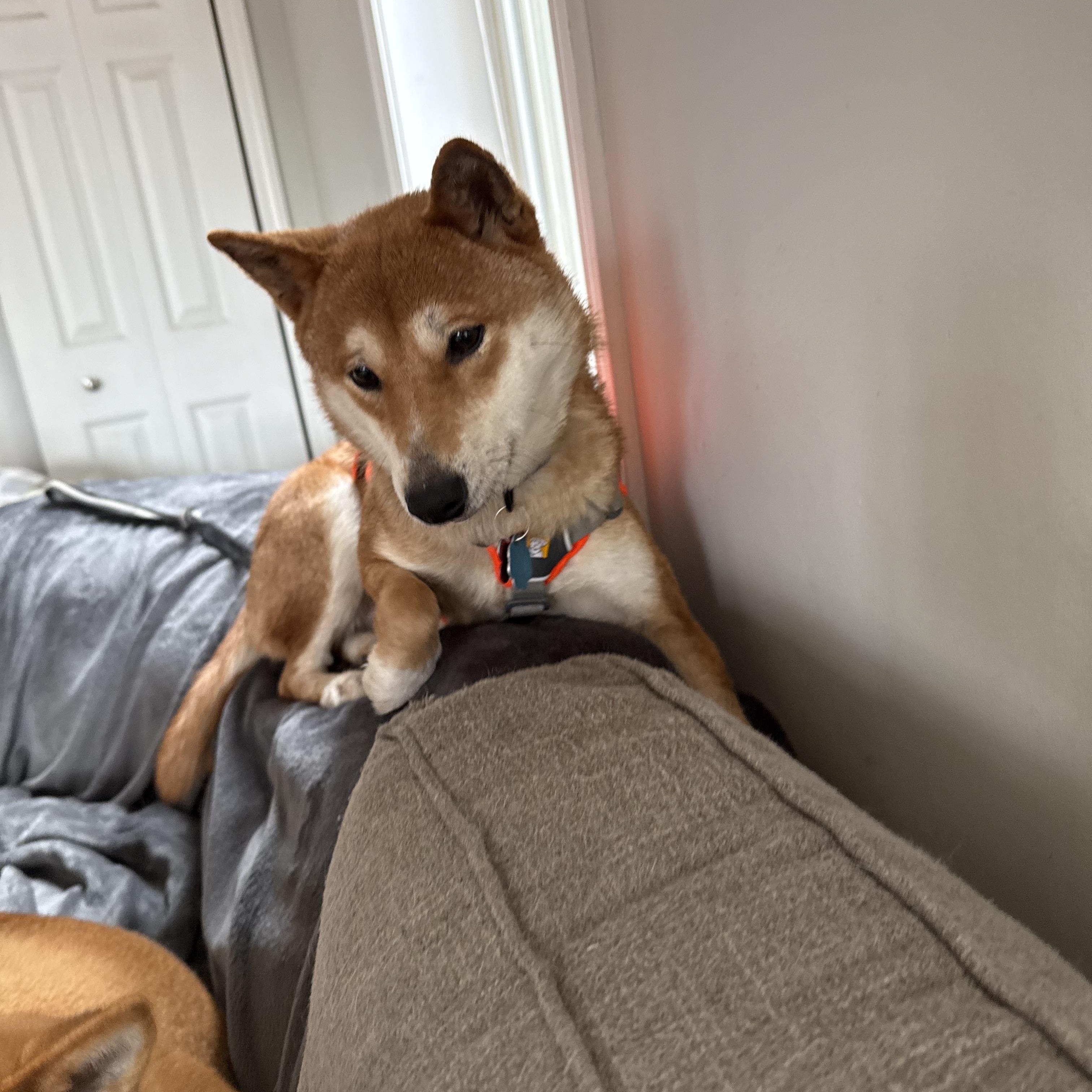 Sakura, ADOPTABLE, Young Female Shiba Inu.