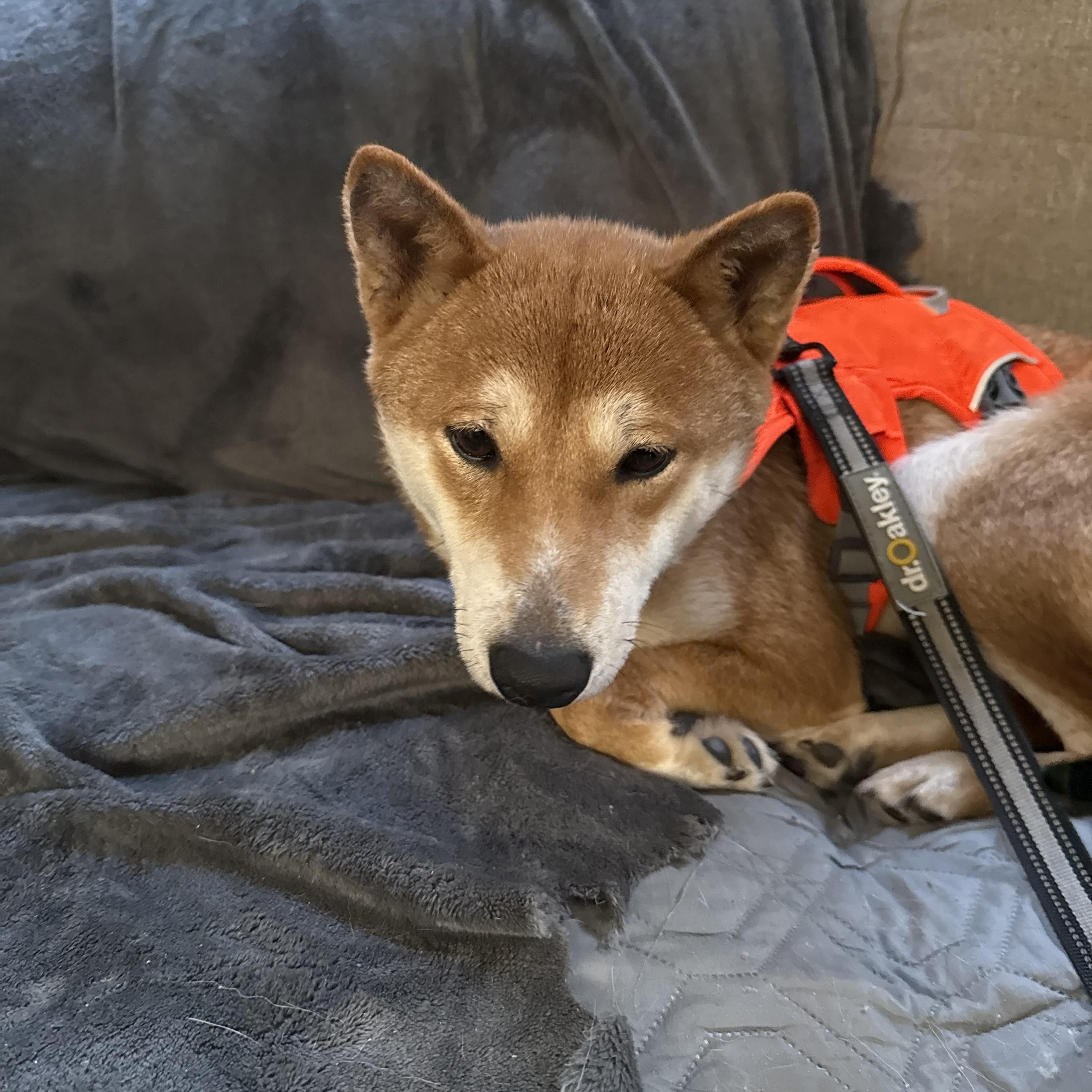 Sakura, a ADOPTABLE Shiba Inu in Chicago, IL image 4/6