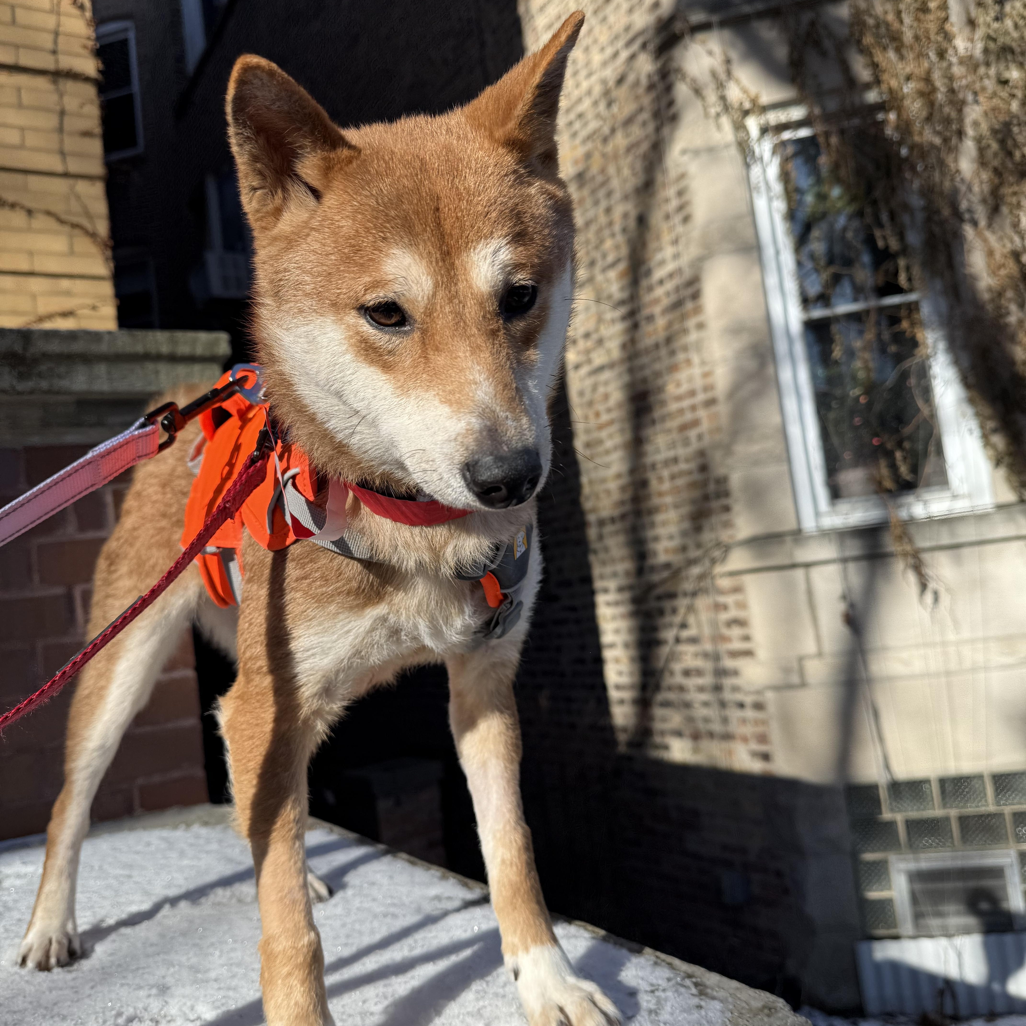 Sakura, a ADOPTABLE Shiba Inu in Chicago, IL image 3/6