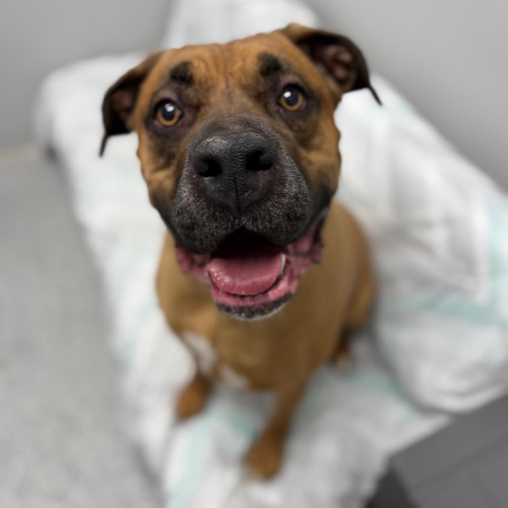 Ruby, an adoption pending mixed breed in Monticello, IA image 4/6