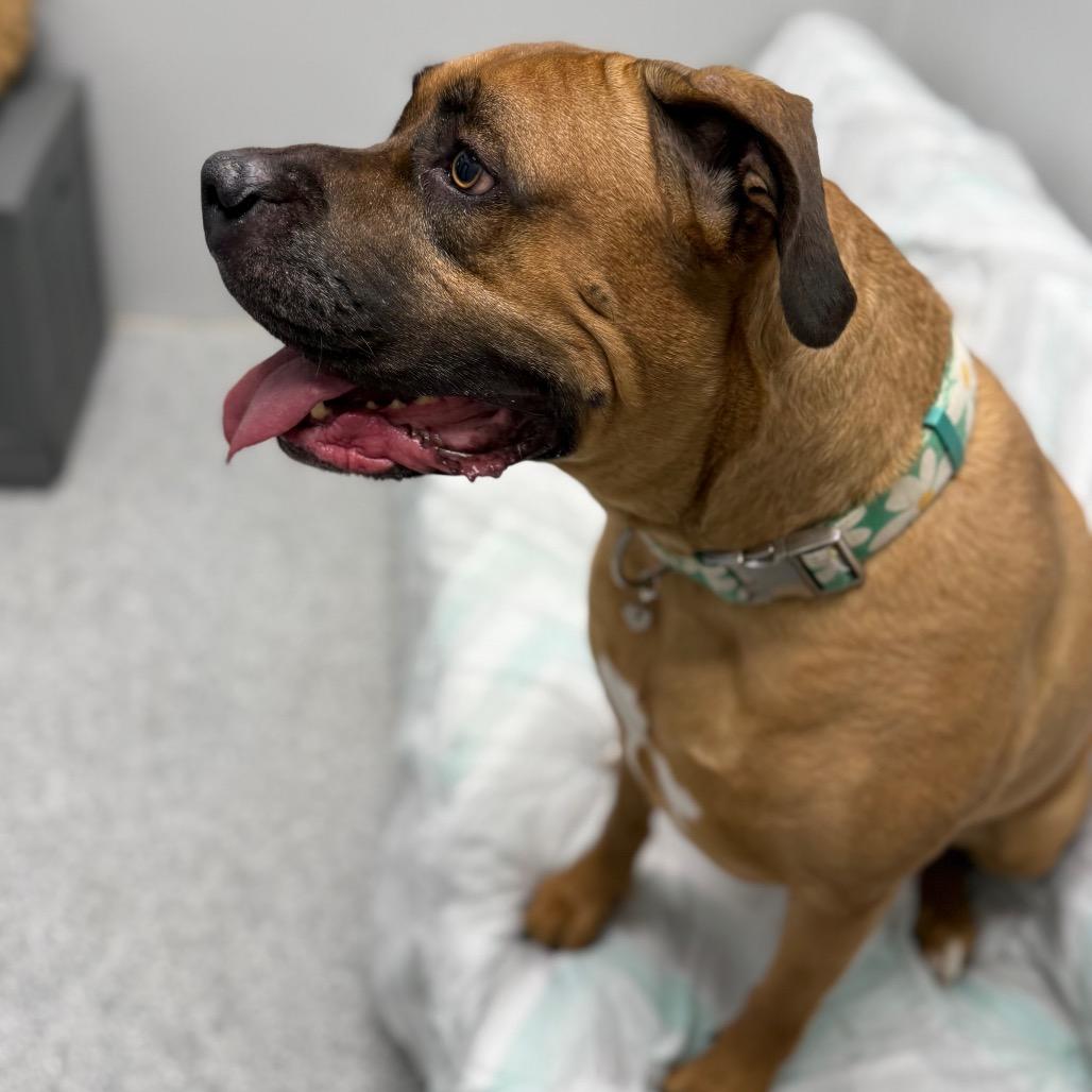 Ruby, an adoption pending mixed breed in Monticello, IA image 3/6
