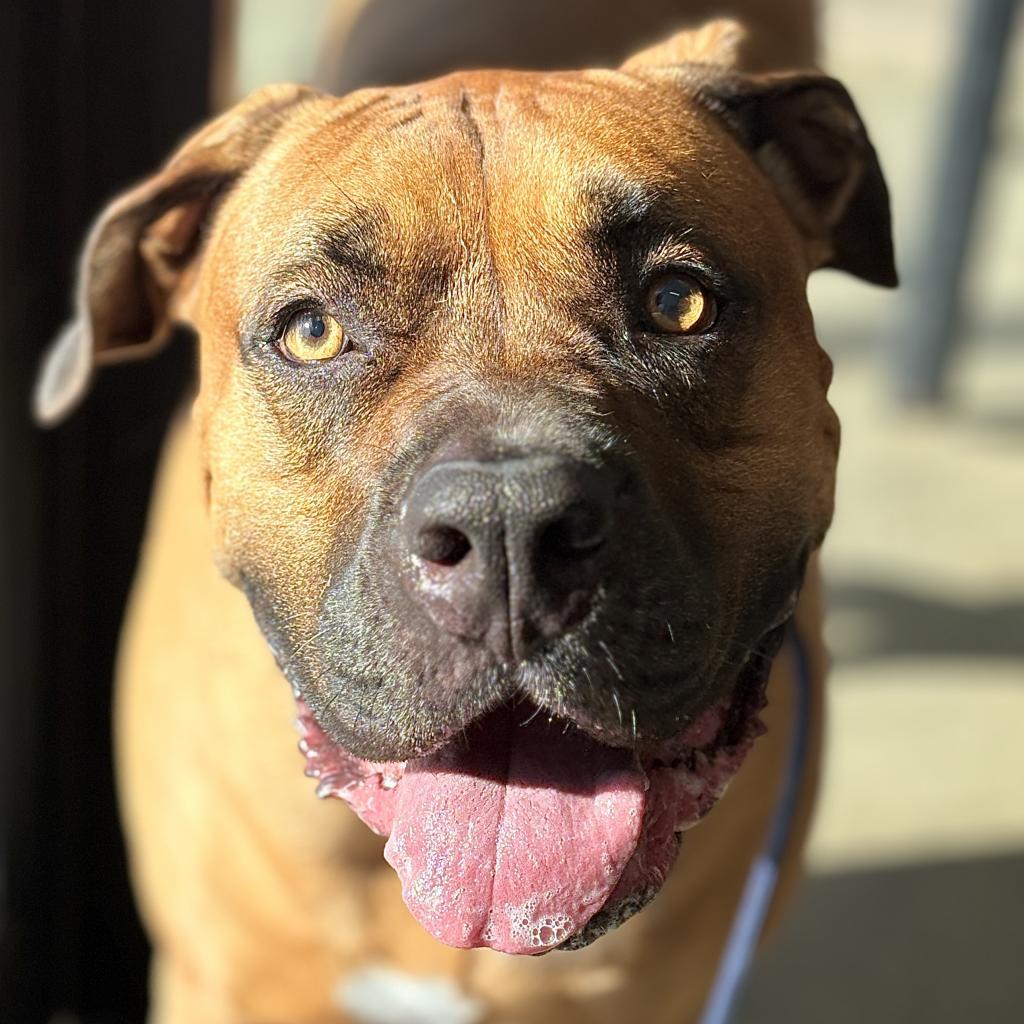 Ruby, an adoption pending mixed breed in Monticello, IA image 2/6