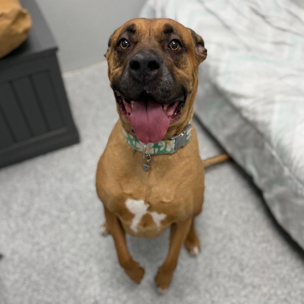 Ruby, an adoption pending mixed breed in Monticello, IA image 5/6