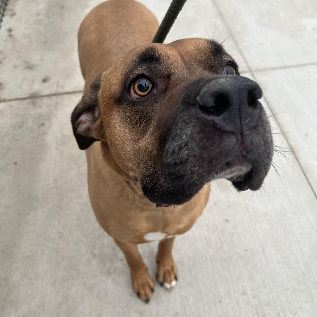 Ruby, an adoption pending mixed breed in Monticello, IA image 1/6
