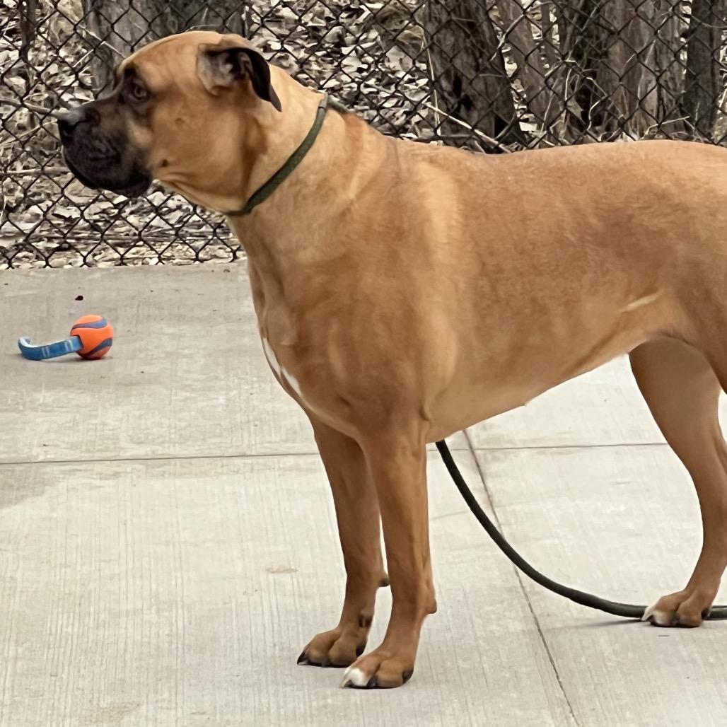 Ruby, an adoption pending mixed breed in Monticello, IA image 6/6