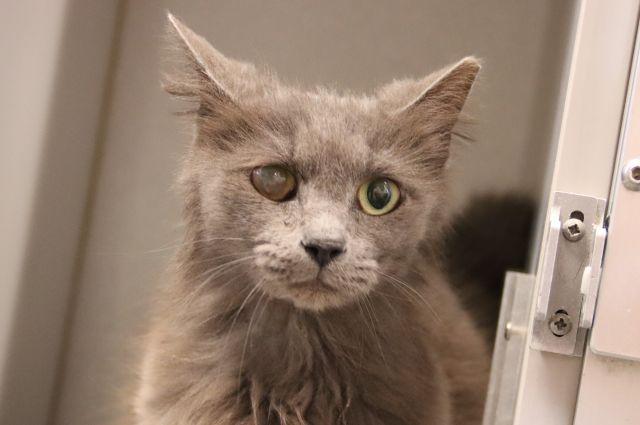 JENNY, Adoptable, Adult Female Turkish Angora.