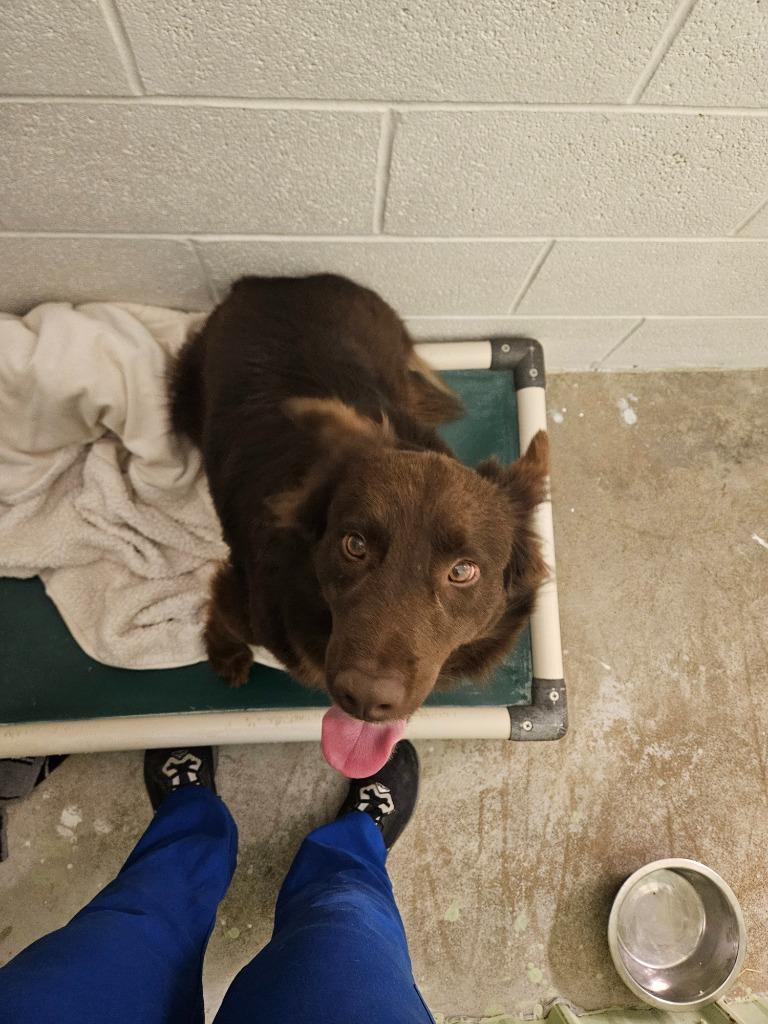 Finn, Adoptable, Adult Male Australian Shepherd.