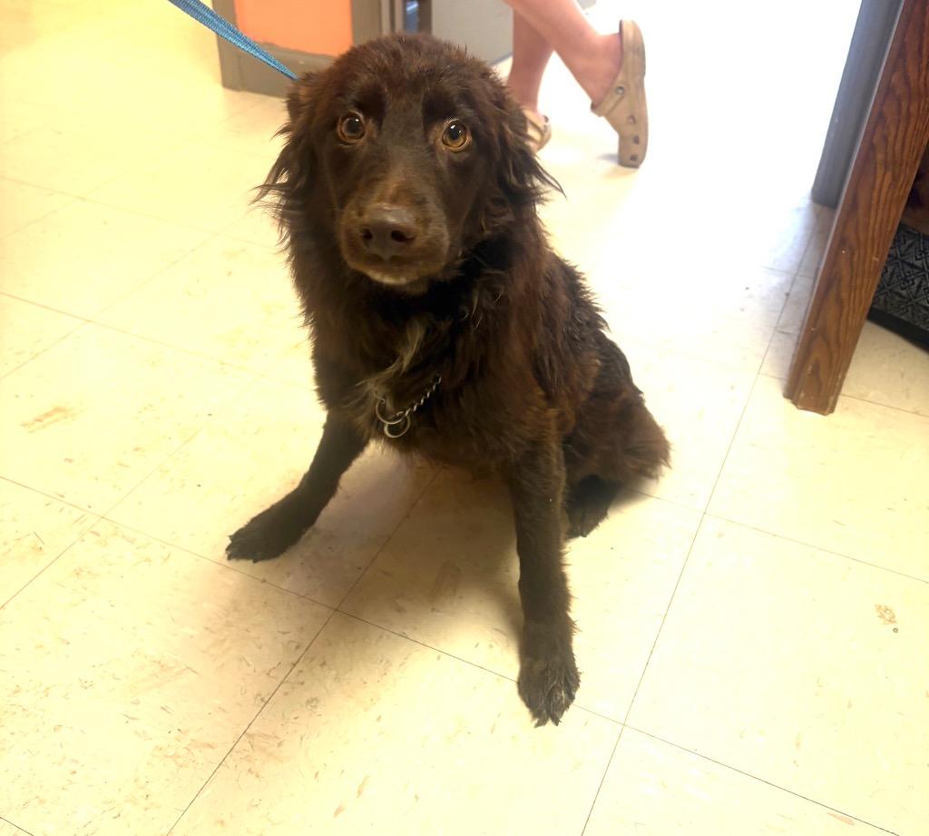 Finn, a Adoptable Australian Shepherd in Morgantown, KY image 2/2