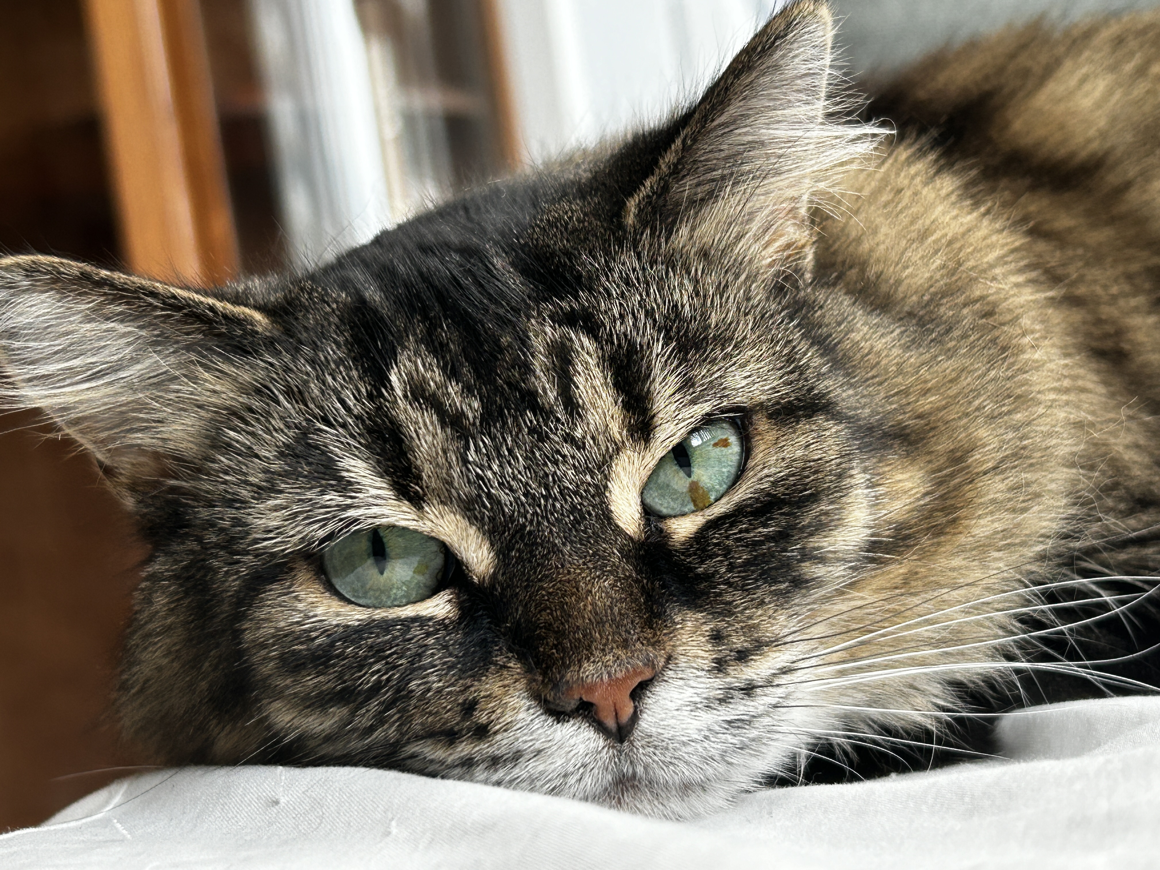 Anastasia — thumbnail 2