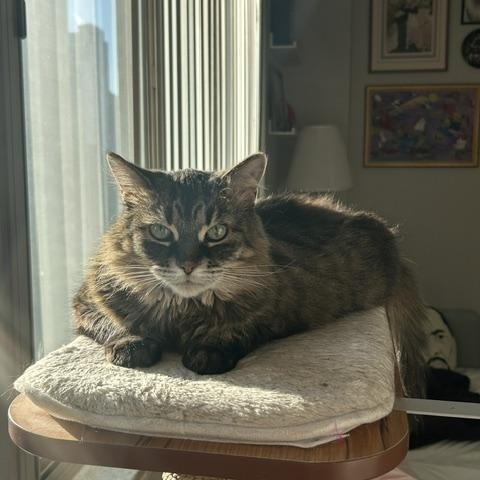 Enlarge Anastasia, an adoptable Domestic Long Hair in Toronto, ON image 1/6