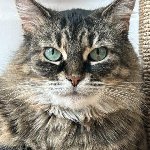 Enlarge Anastasia, an adoptable Domestic Long Hair in Toronto, ON image 2/6