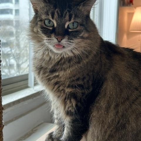 Enlarge Anastasia, an adoptable Domestic Long Hair in Toronto, ON image 3/6