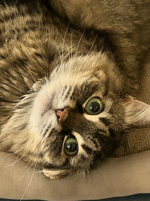 Anastasia — thumbnail 3