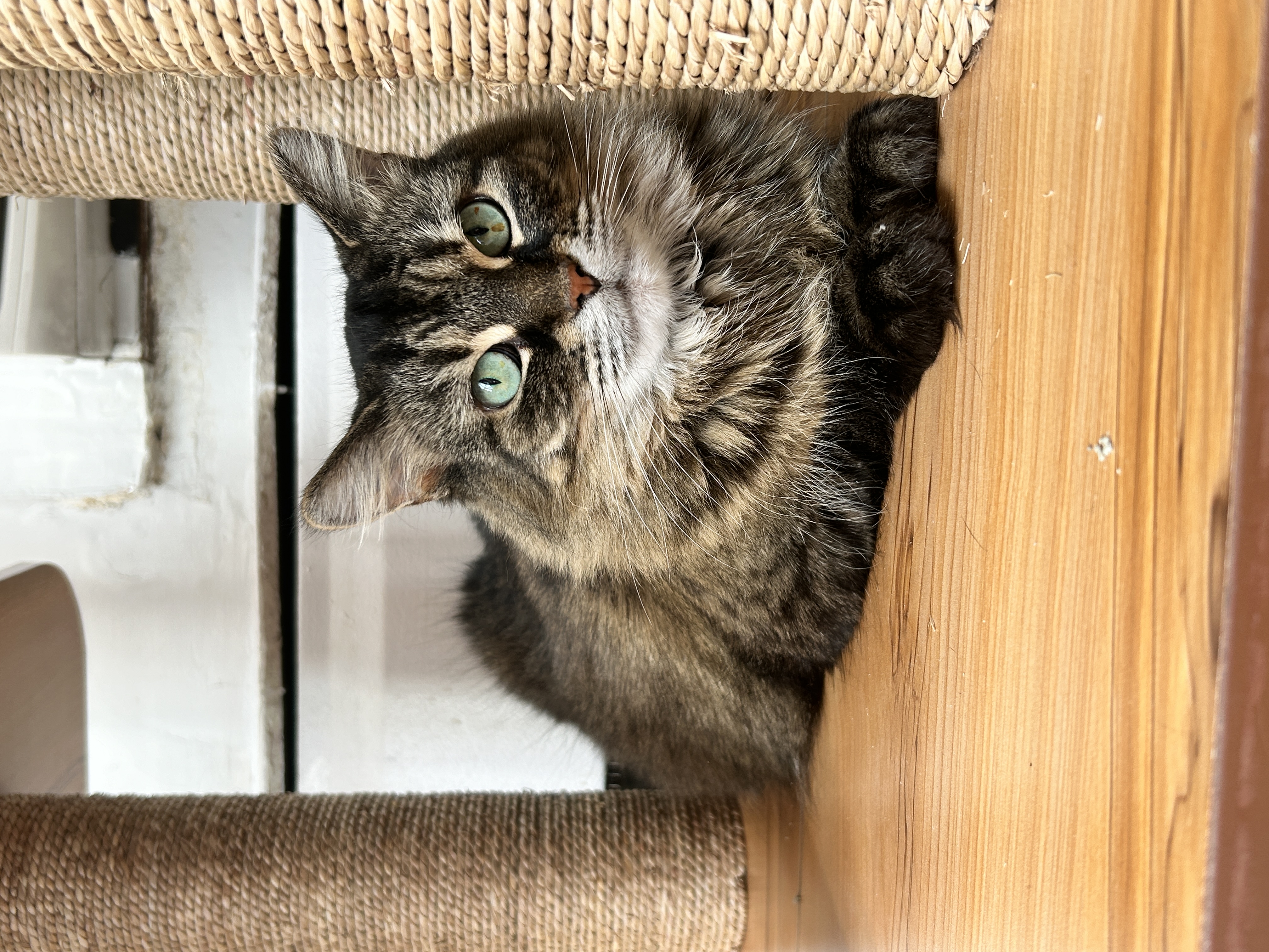 Anastasia, a Adoptable Domestic Long Hair in Toronto, ON image 1/6