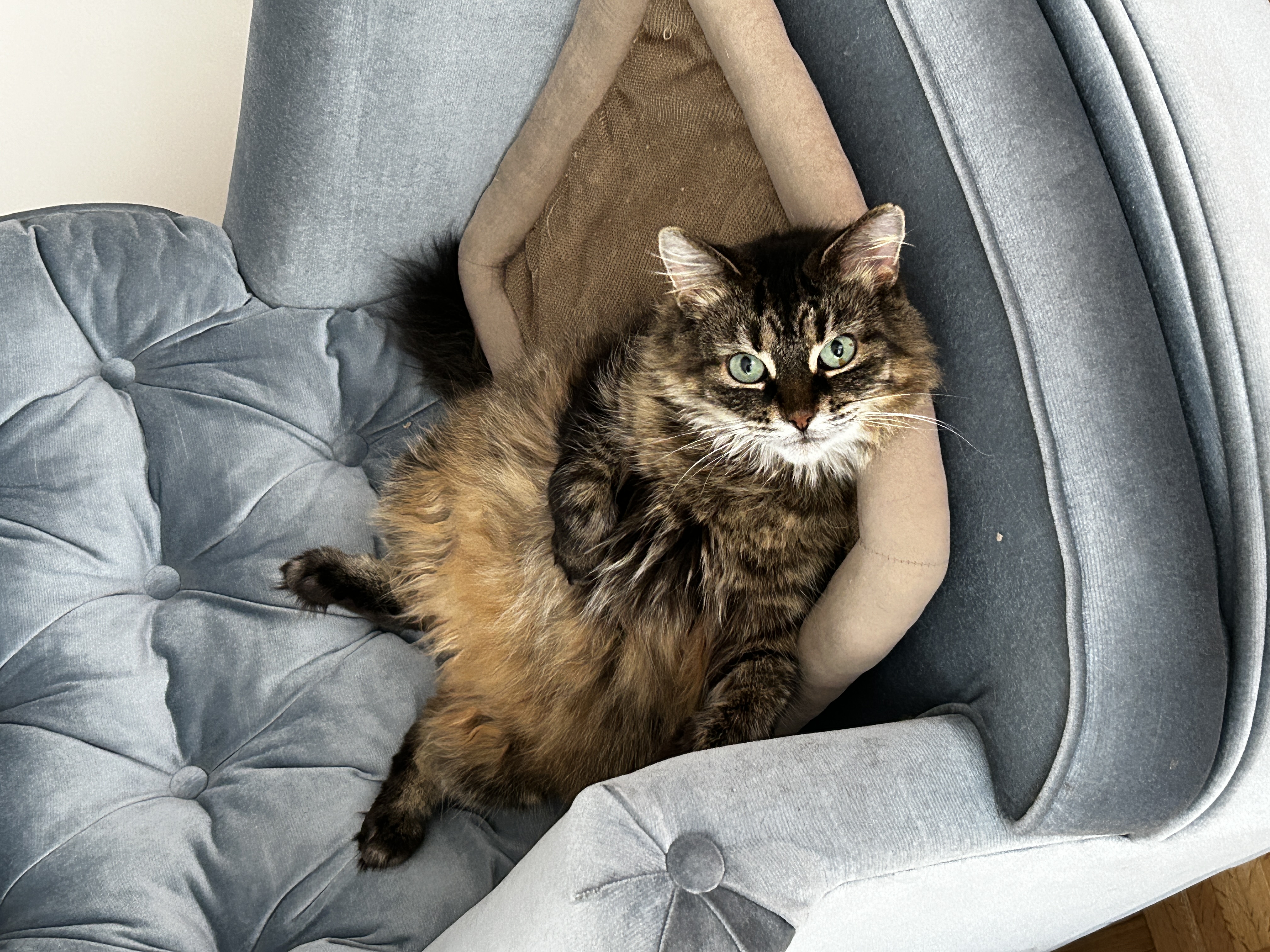 Anastasia, a Adoptable Domestic Long Hair in Toronto, ON image 3/6