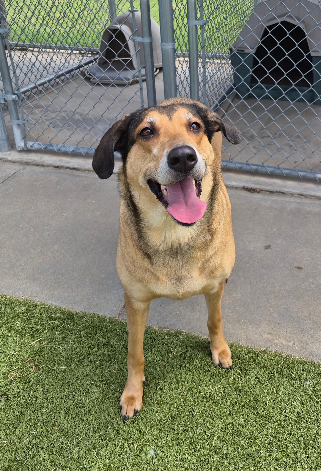 Lunna, a ADOPTABLE mixed breed in Hays, KS image 6/6