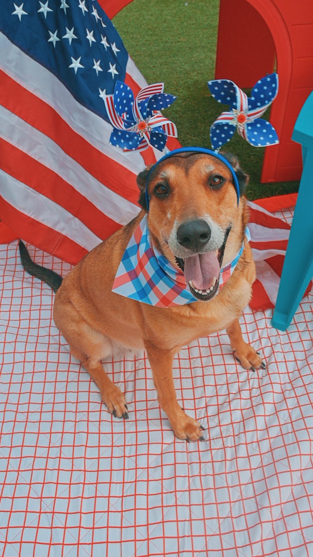 Lunna, a ADOPTABLE mixed breed in Hays, KS image 4/6