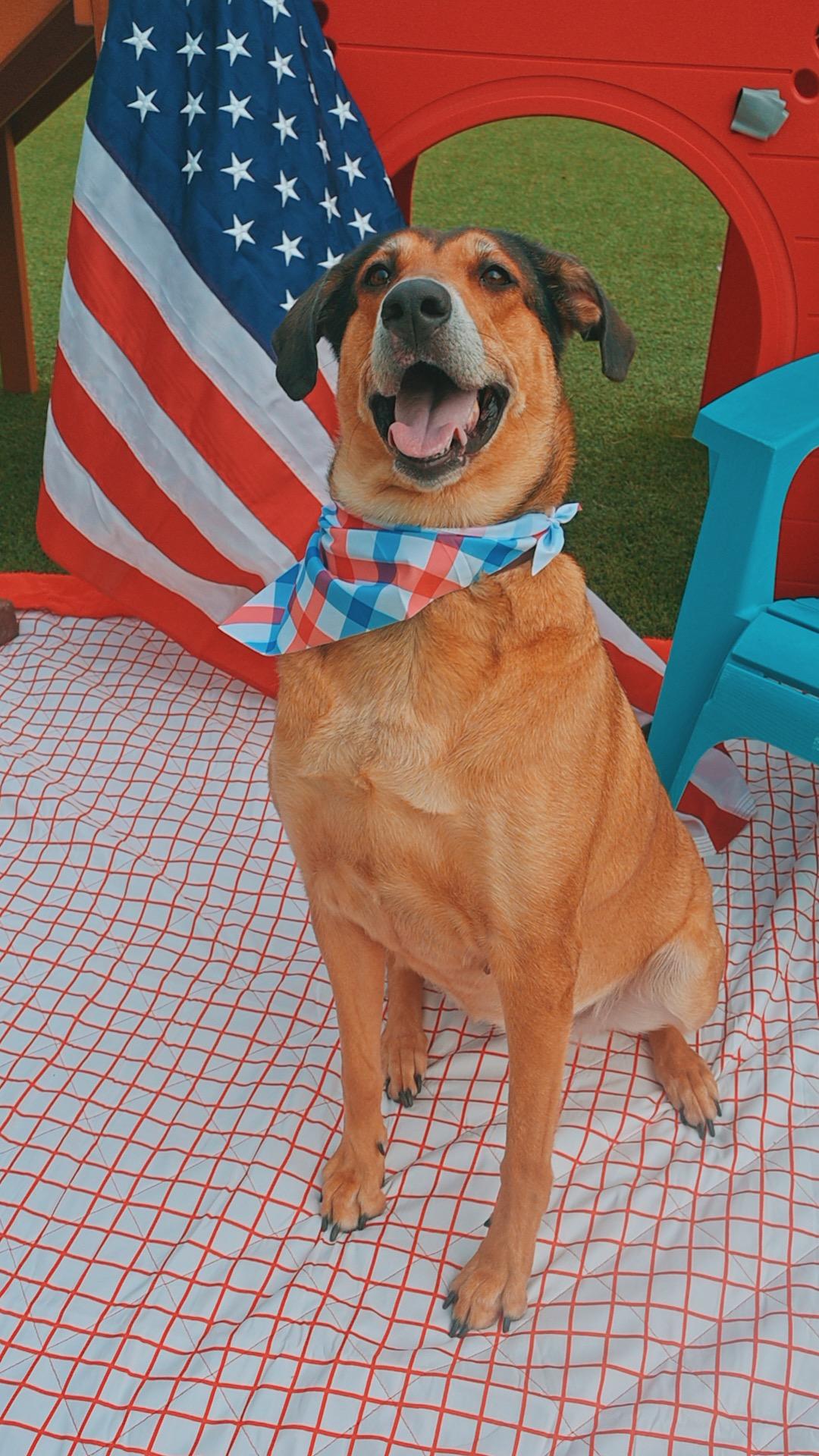 Lunna, a ADOPTABLE mixed breed in Hays, KS image 3/6