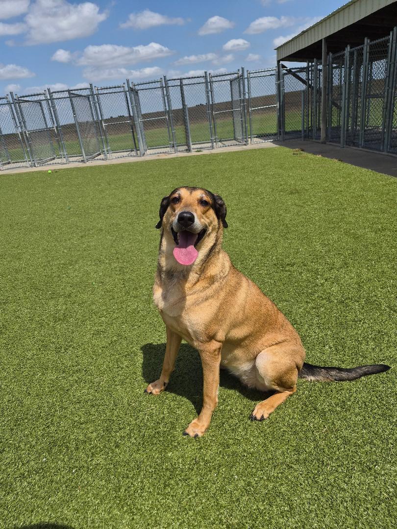 Lunna, a ADOPTABLE mixed breed in Hays, KS image 5/6