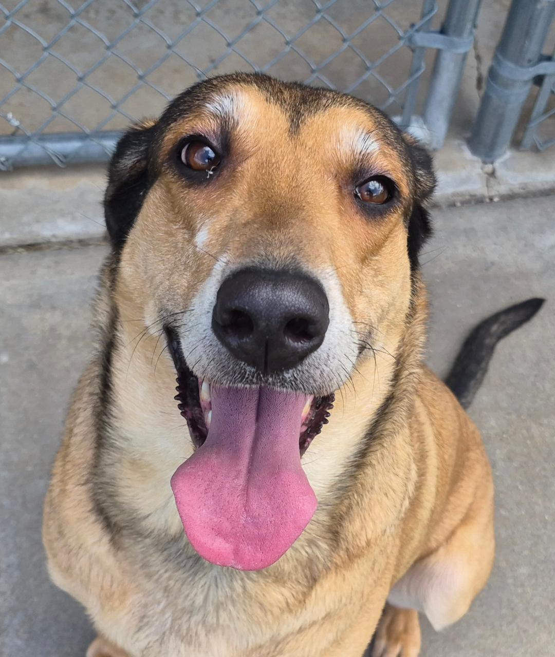 Lunna, a ADOPTABLE mixed breed in Hays, KS image 2/6