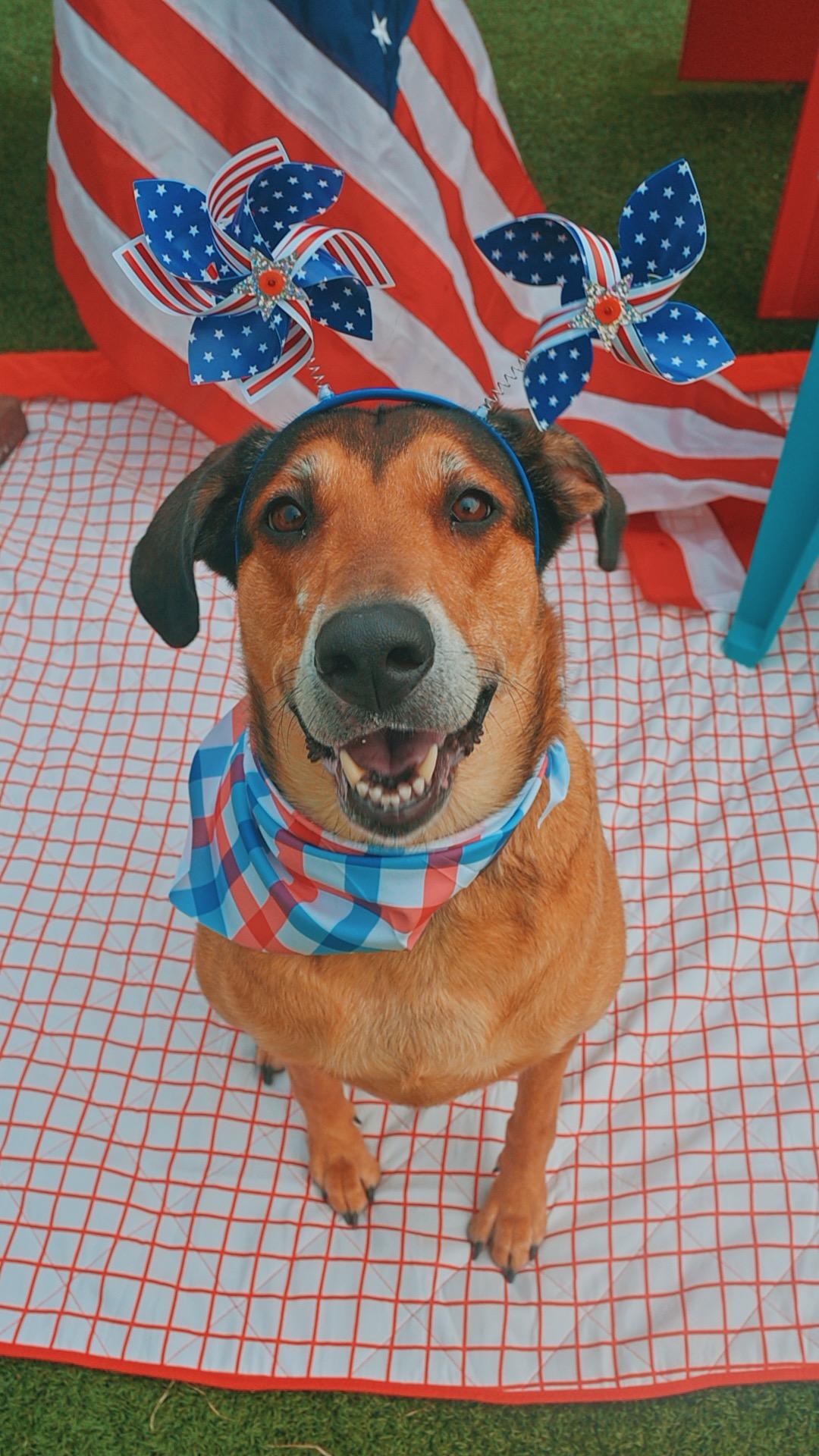 Lunna, a ADOPTABLE mixed breed in Hays, KS image 1/6