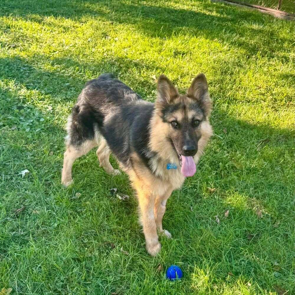 Enlarge Phoenix, a Adoptable German Shepherd Dog in New Albany, OH image 1/4