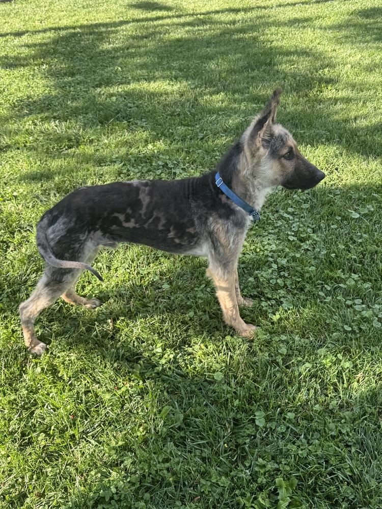 Enlarge Phoenix, a Adoptable German Shepherd Dog in New Albany, OH image 1/3