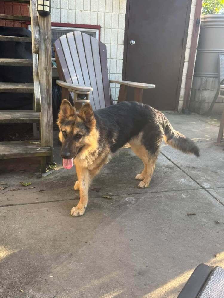 Enlarge Phoenix, a Adoptable German Shepherd Dog in New Albany, OH image 3/4