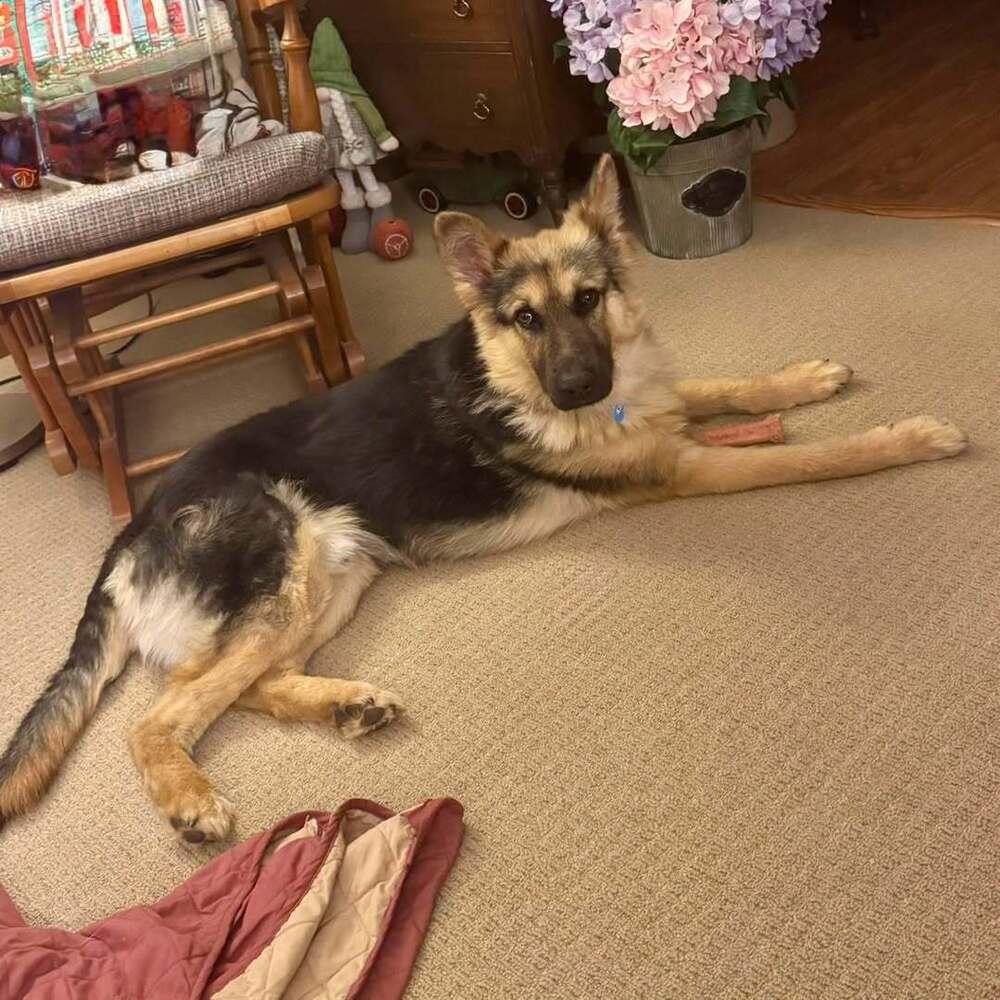 Enlarge Phoenix, a Adoptable German Shepherd Dog in New Albany, OH image 2/4