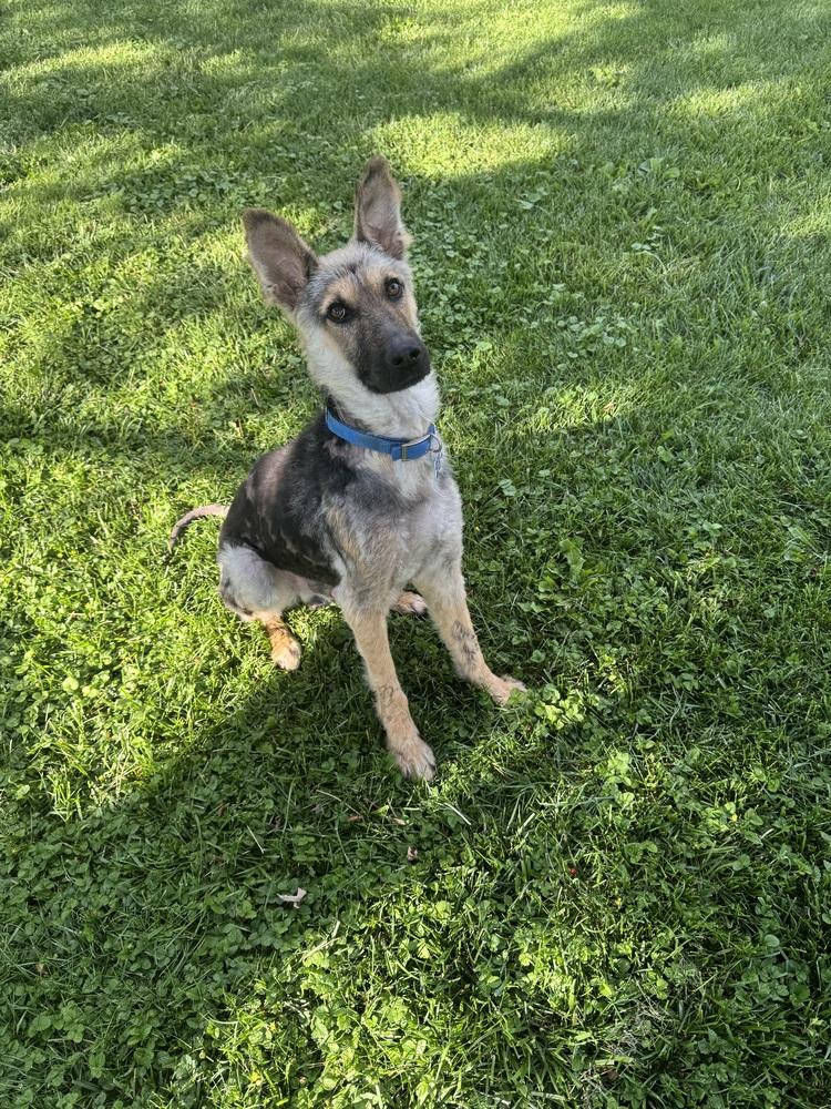 Enlarge Phoenix, a Adoptable German Shepherd Dog in New Albany, OH image 3/3