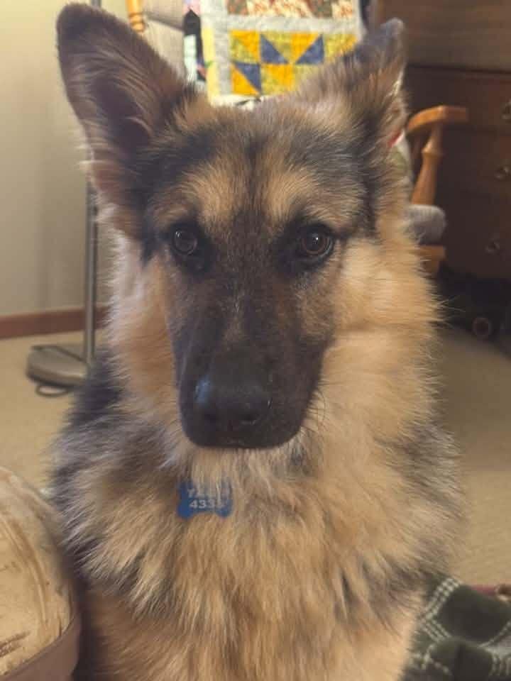 Enlarge Phoenix, a Adoptable German Shepherd Dog in New Albany, OH image 4/4