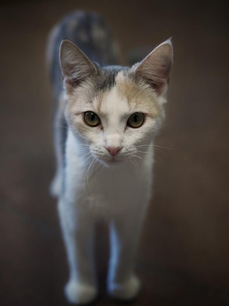 Christine, a Adoptable mixed breed image 3/5