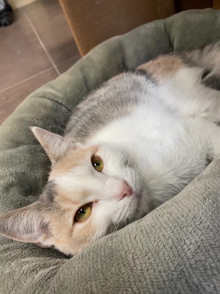 Christine, a Adoptable mixed breed image 4/5