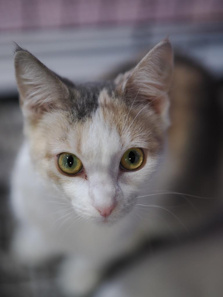 Christine, a Adoptable mixed breed image 5/5