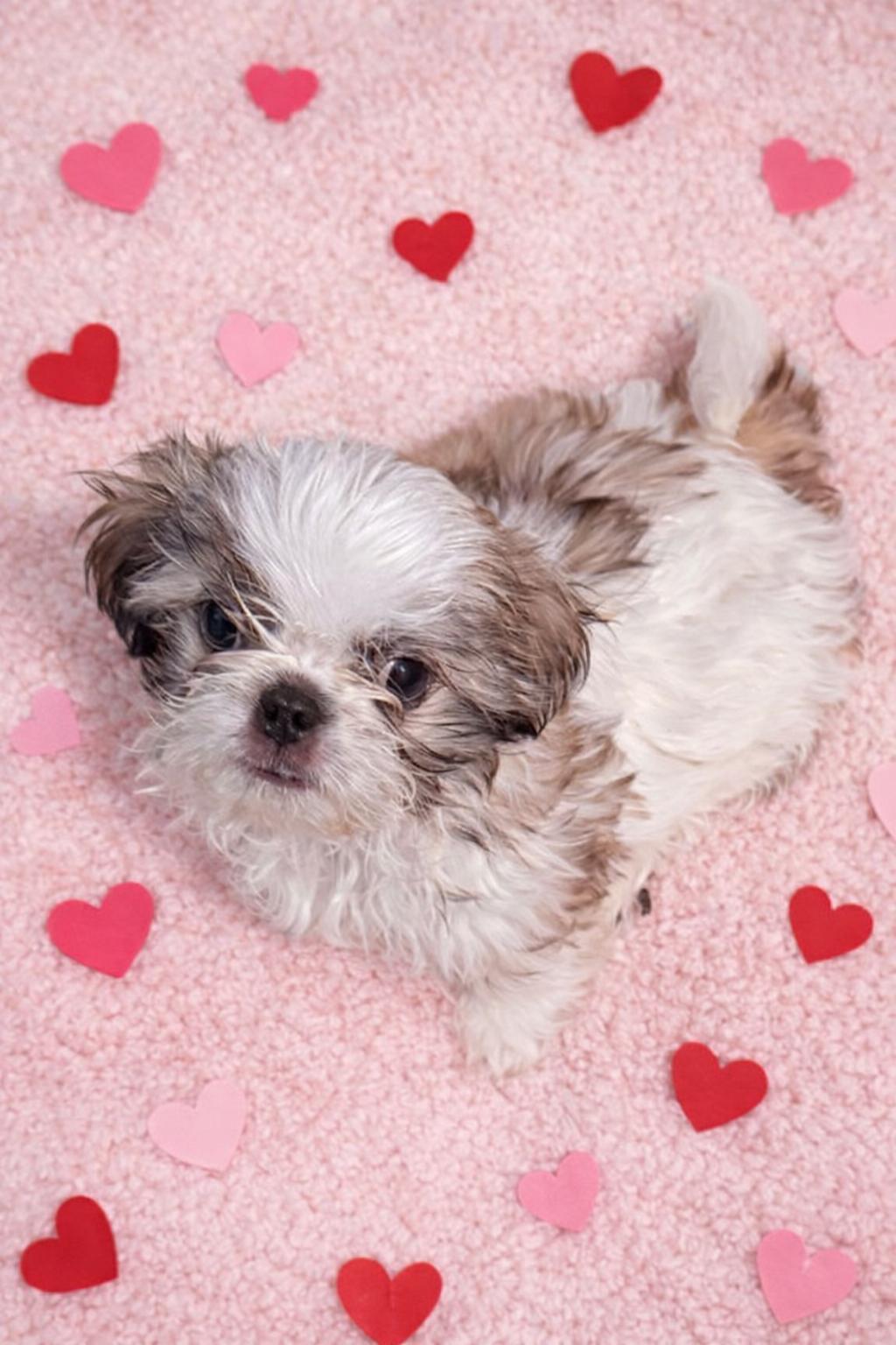 Enlarge Rosemary, an adopted Shih Tzu in Wanaque, NJ image 1/1