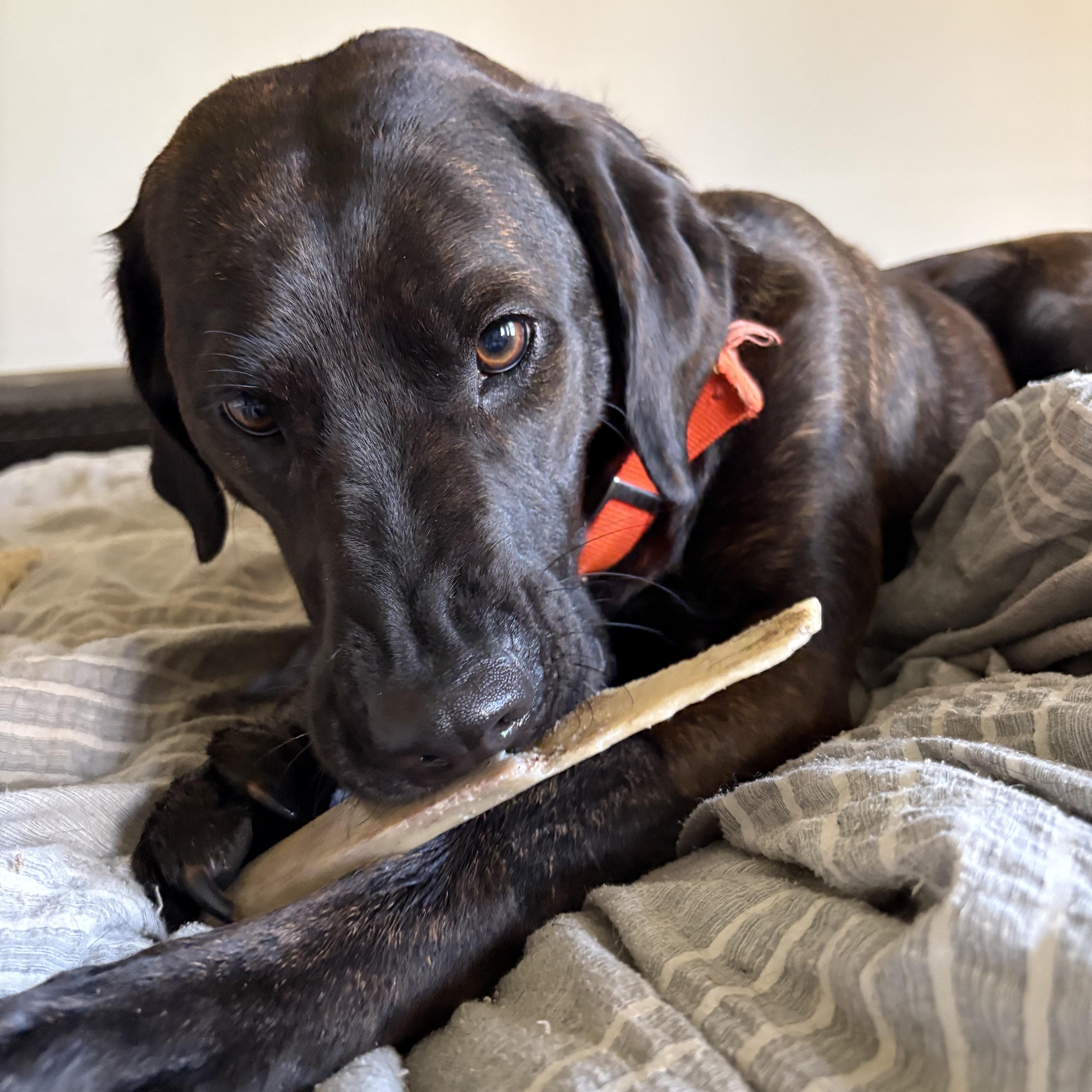 Enlarge Birdie, a ADOPTABLE mixed breed in Spring Hill, TN image 5/6